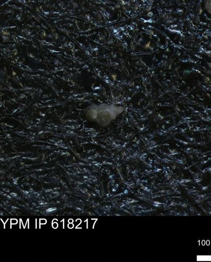 undet. Heterohelicidae