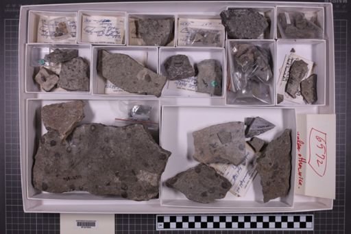 mixed taxa, stratigraphic collection