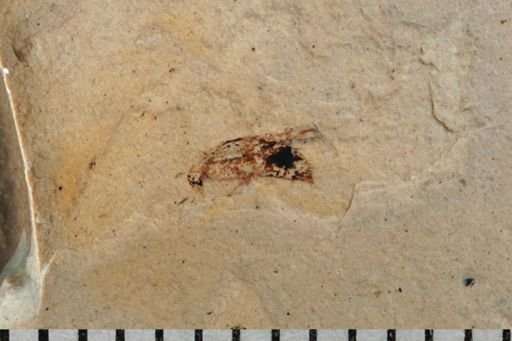 Staphylinidae?