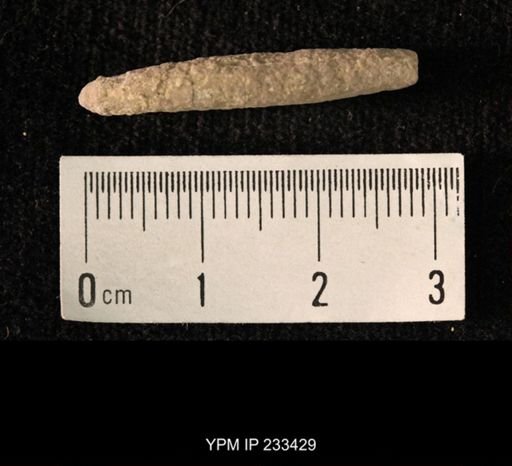 Archaeocidaris sp.