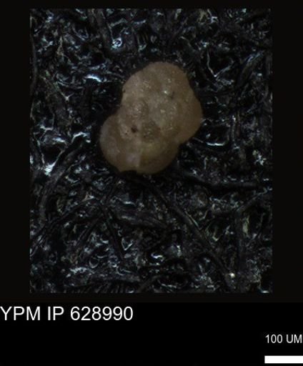 undet. Foraminiferida