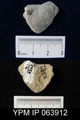 Strophonella roemeri