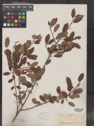 Ilex mucronata