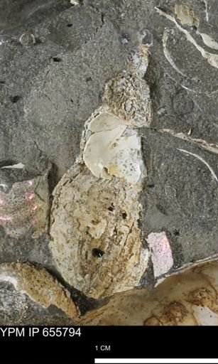 undet. Gastropoda