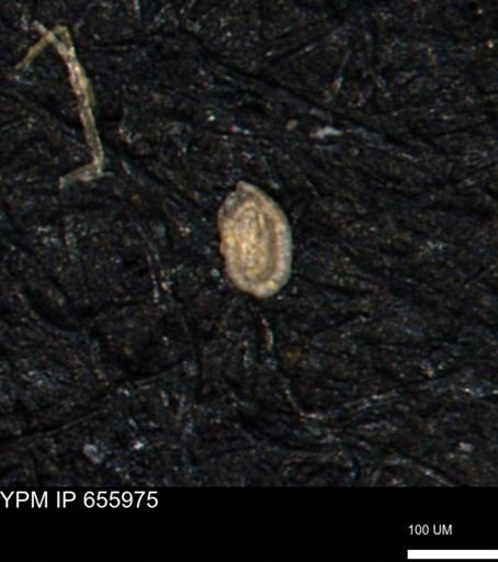Spirolocammina planula
