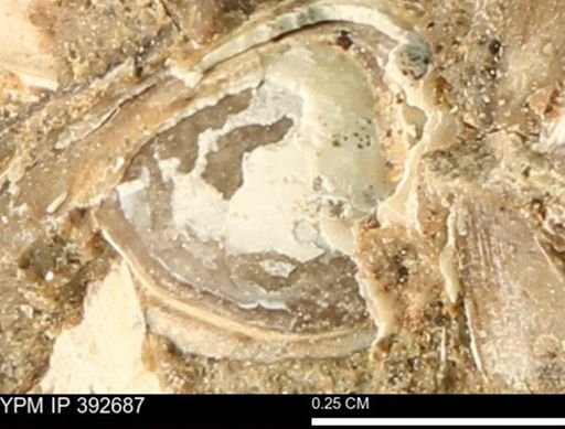 Protocardia subquadrata
