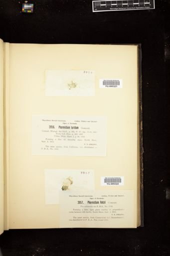 Phormidium luridum