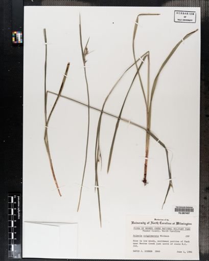 Plantae