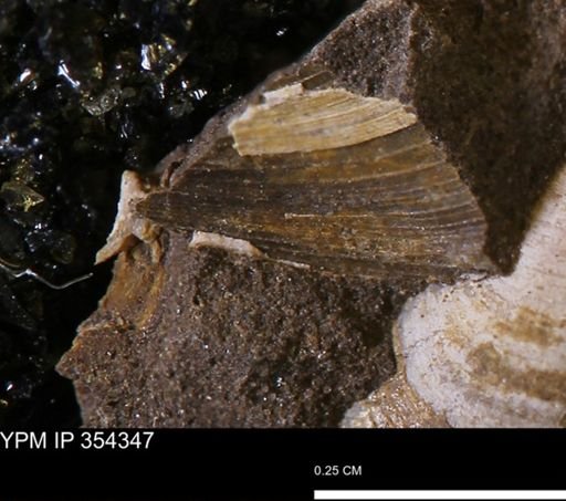 undet. Bivalvia