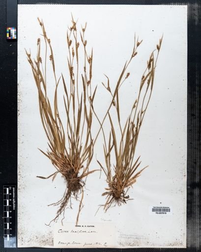 Carex laxiflora