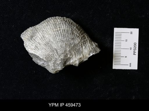 Dictyoclostus americanus