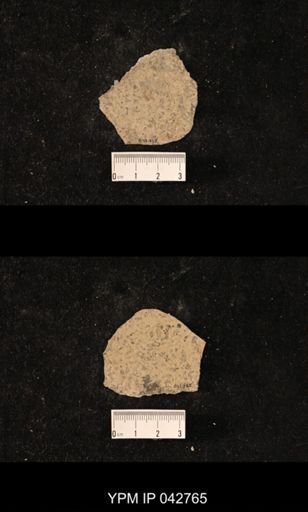 Hexapoda