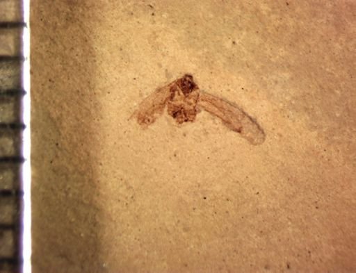 Fulgoridae?