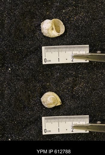 Vanikoropsis sp.