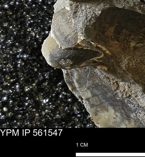 undet. Mollusca