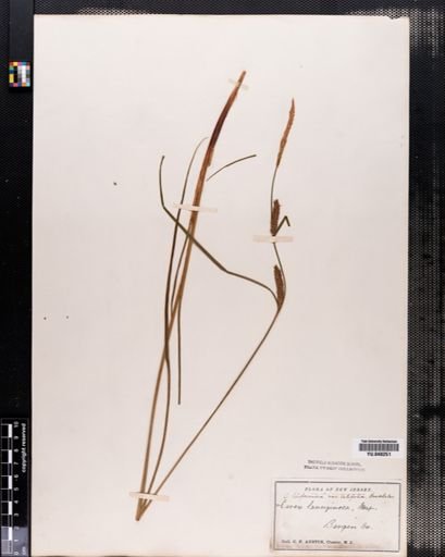 Carex lanuginosa