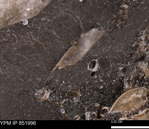 undet. Bivalvia