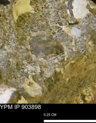 undet. Mollusca