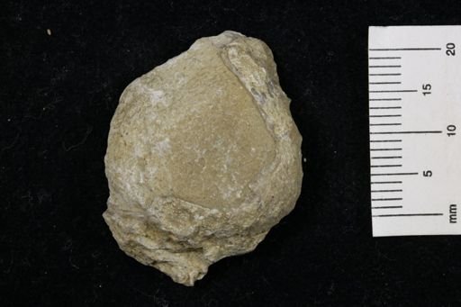 Linoproductus prattenianus