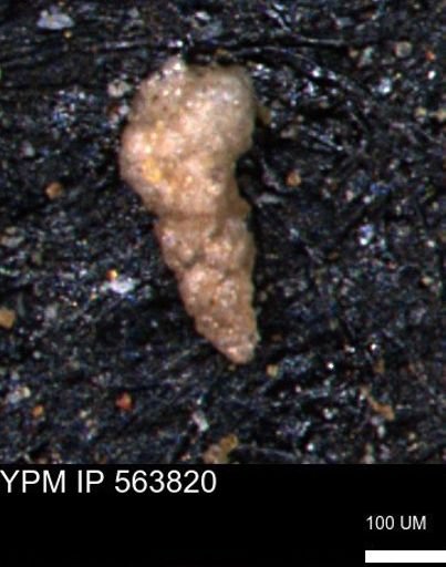 Verneuilinoides kansasensis
