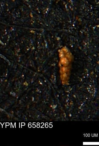 Verneuilinoides kansasensis