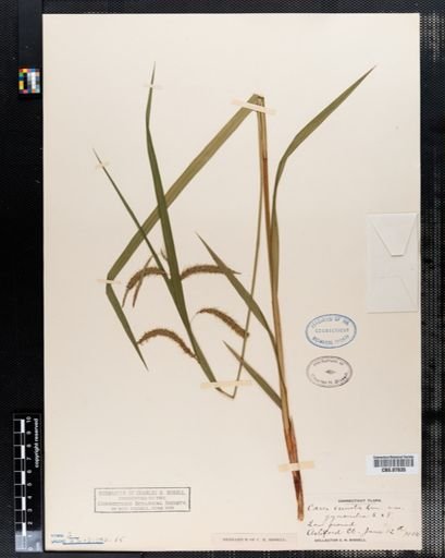 Carex crinita
