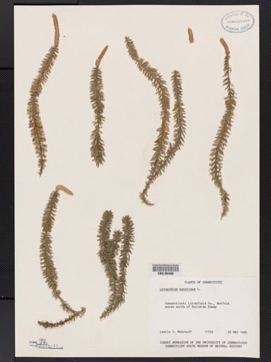 Lycopodium annotinum