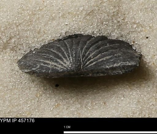 Stropheodonta erratica solidicosta