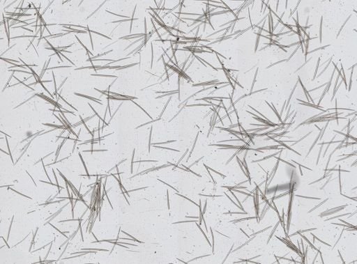 Halichondria