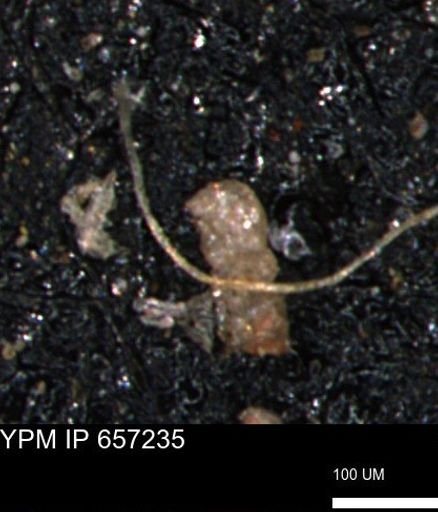 Ammobaculites petilus