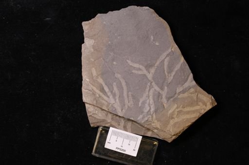 Chondrites lycopodioides
