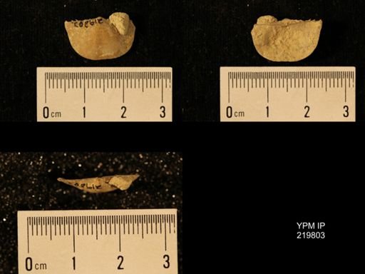 Chonetes granulifer