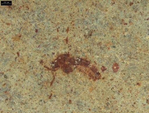 undet. Insecta