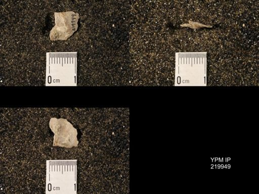 Chonetina flemingi var. alata