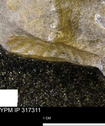 undet. Mollusca