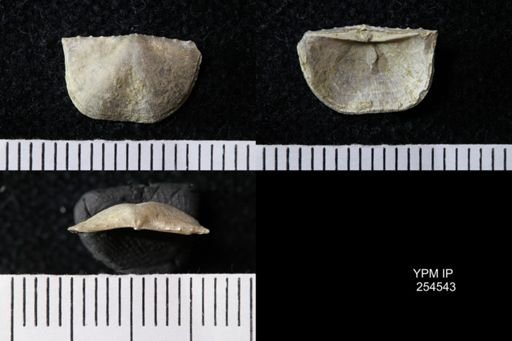 Chonetes sp.