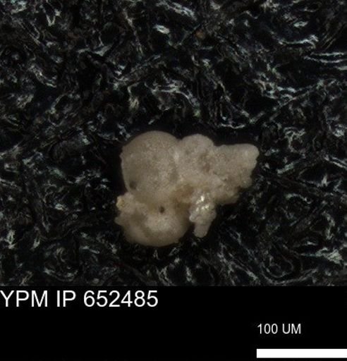 undet. Foraminiferida