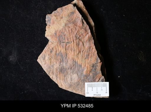 undet. Arthropoda