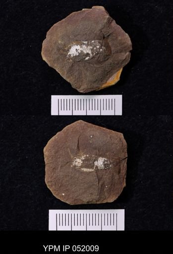 Anthracaris gracilis