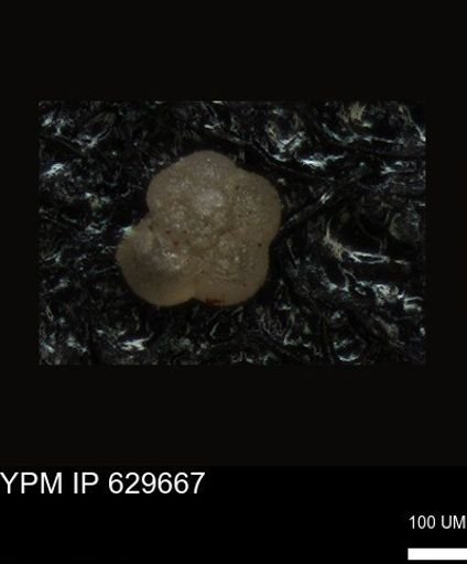 undet. Foraminiferida