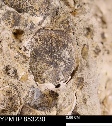 Limopsis striatopunctatus