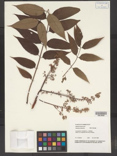 Ailanthus altissima