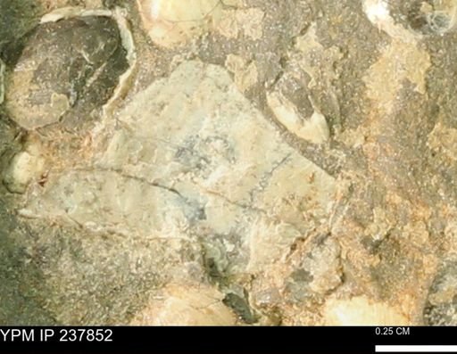 undet. Bivalvia