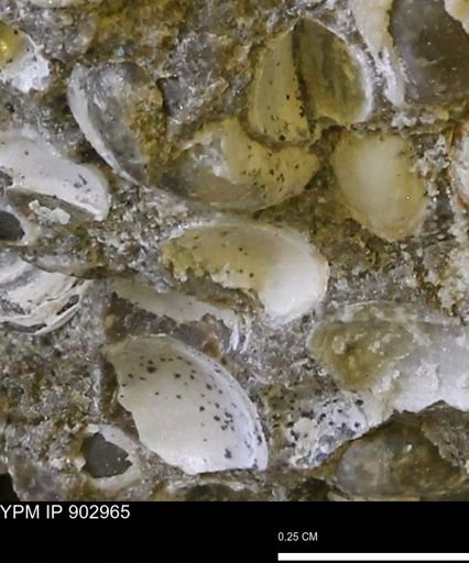Corbulamella gregaria