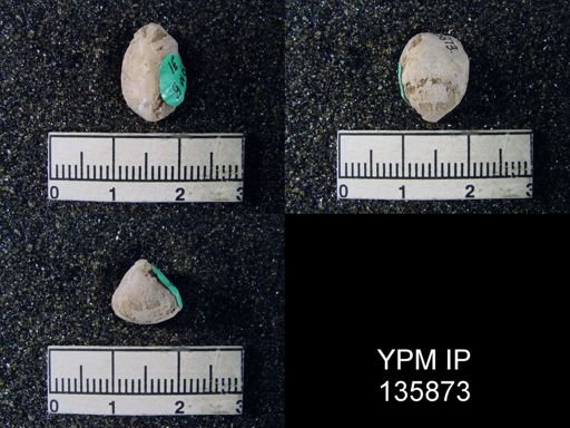 Spirigerella minuta