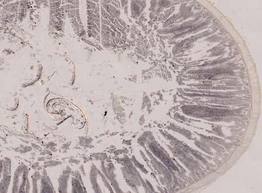 Eimeria meleagrimitis