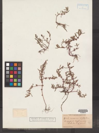 Rotala ramosior