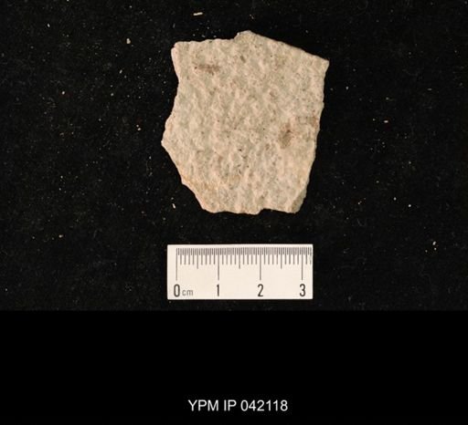 undet. Hymenoptera