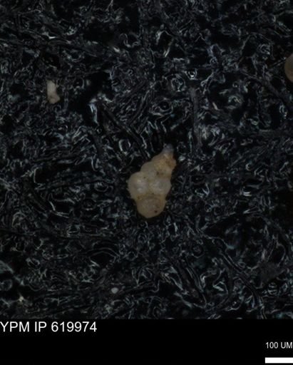 undet. Heterohelicidae