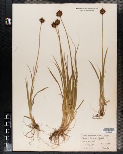 Carex